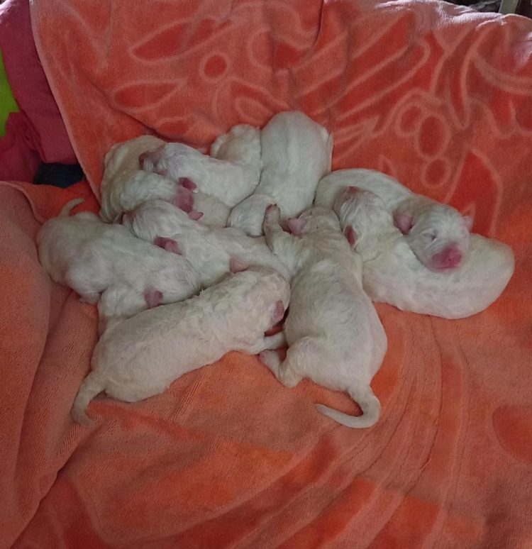 NICHELINO – Gara di solidarietà per adottare 21 cuccioli di maremmano