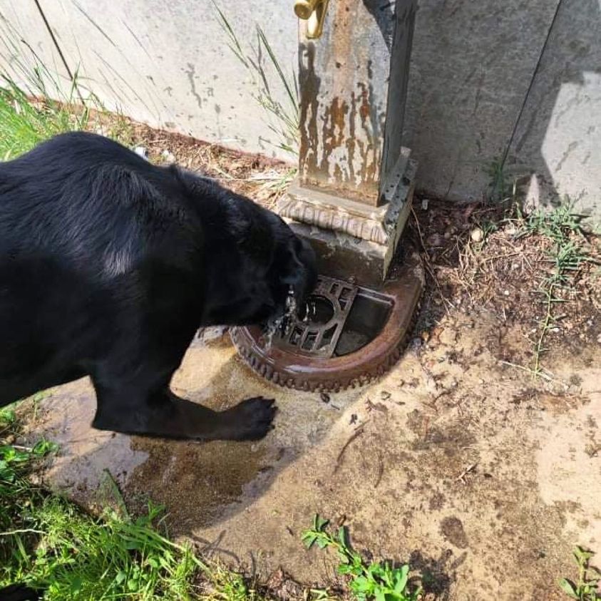 NICHELINO – Vandali nelle aree cani e il Comune chiude le fontanelle