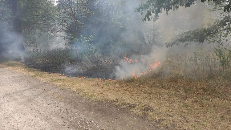 NICHELINO – Incendio al parco Boschetto, intervengono i vigili del fuoco