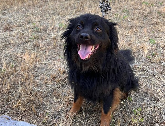 NICHELINO – Cane incatenato e abbandonato nel parco Boschetto