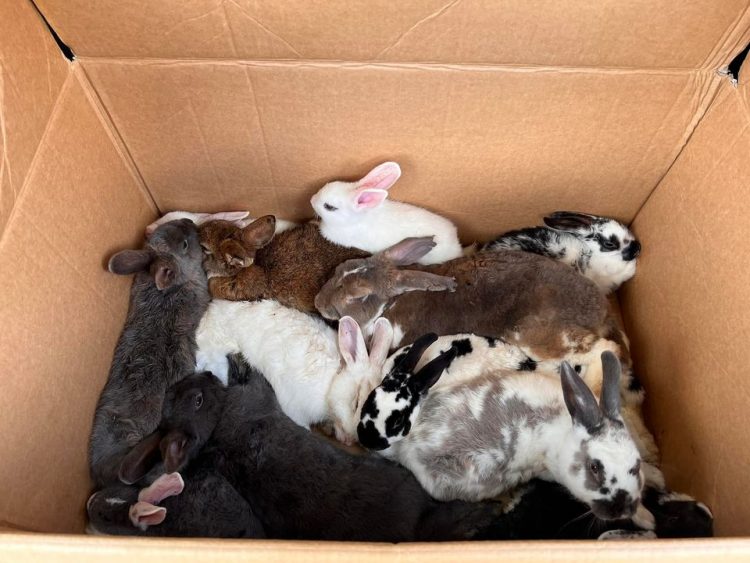 NICHELINO – Abbandonati 15 conigli in uno scatolone