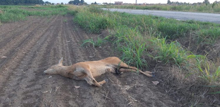 VINOVO – Capriolo investito e ucciso sulla strada per Piobesi