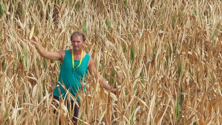 SICCITA’ – Coldiretti pubblica le prime stime dei danni ai raccolti nel Torinese
