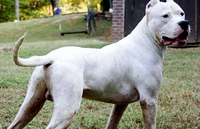 MONCALIERI – Aggressione tra cani in via Ada Negri