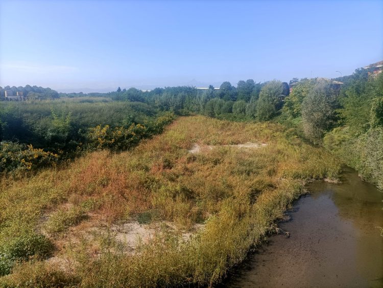 VINOVO – Il Comune scrive ad Aipo per un sopralluogo sul Chisola, pieno di vegetazione