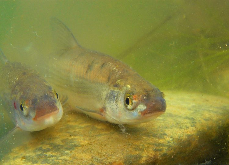 AMBIENTE – Progetto di salvaguardia dei piccoli pesci d’acqua sul Banna