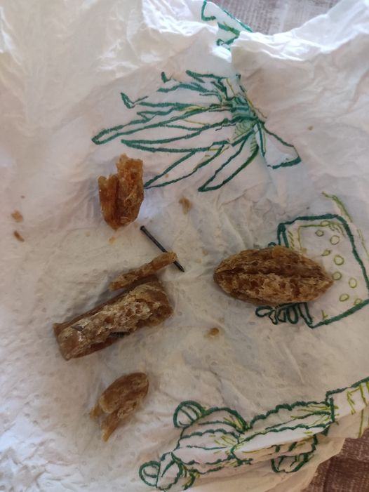 CARMAGNOLA – Bocconi di carne corretti con chiodi per colpire i cani, nel giardino di casa