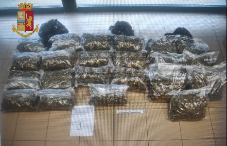 MONCALIERI – Arrestato dalla polizia 65 enne con 34 chili di marijuana in casa