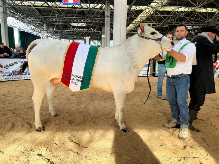 POIRINO – Azienda Agricola “Fratelli Rubinetto” vincente nella mostra nazionale di bovini