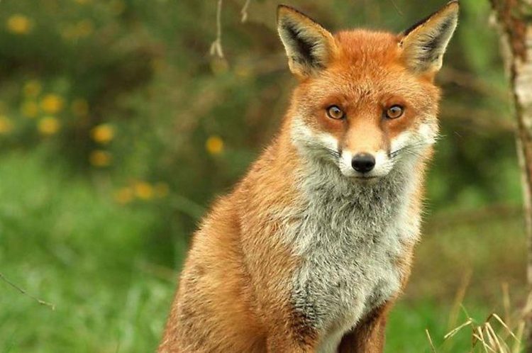 LA LOGGIA – Continua la mattanza degli animali selvatici sulla provinciale 20