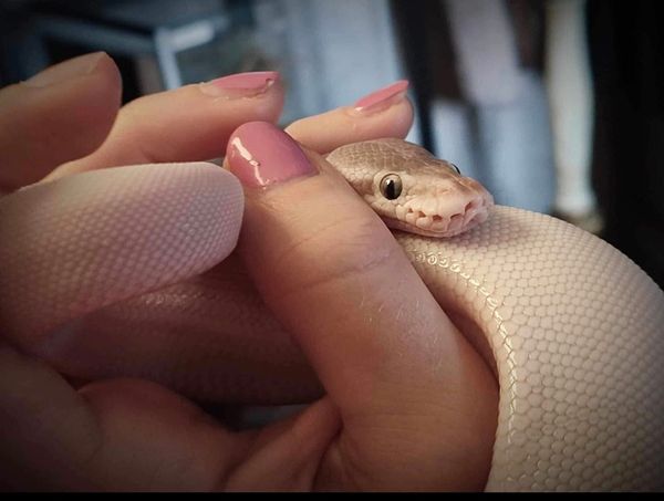 MONCALIERI – Caccia al pitone albino fuggito da un alloggio di via Carducci