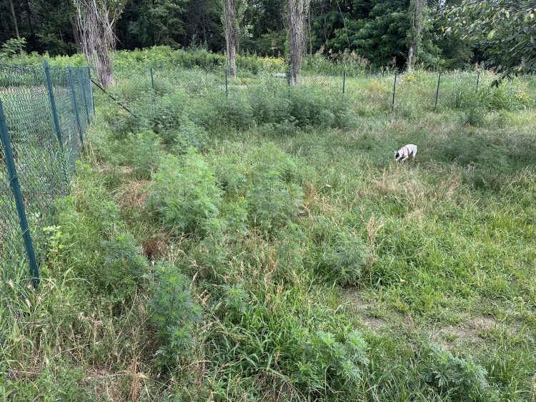 NICHELINO – Erba alta nelle aree cani, lamentele dei padroni