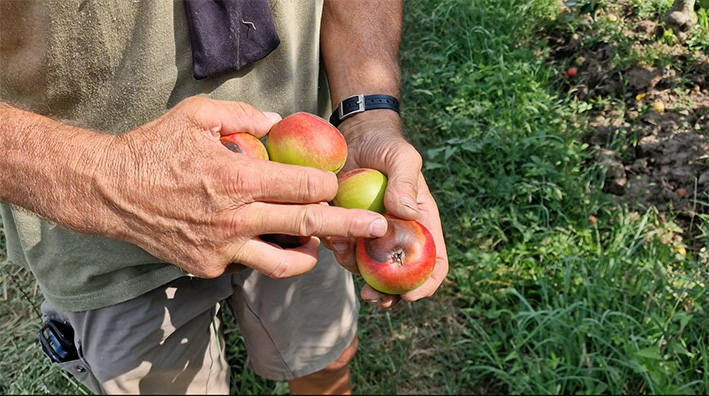 La frutta «scotta» per il caldo: già perso il 15% dei raccolti
