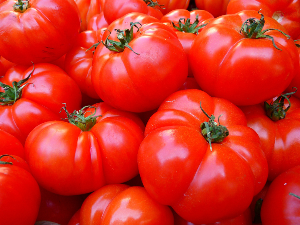 CAMBIANO – Il pomodoro costoluto è un prodotto tipico del Paniere della Provincia