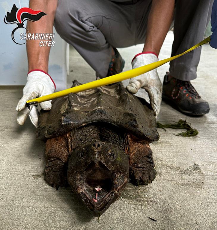 Sequestrato dai carabinieri un esemplare abbandonato di tartaruga alligatore nei pressi di un giardino pubblico. Era potenzialmente pericoloso per la pubblica incolumità