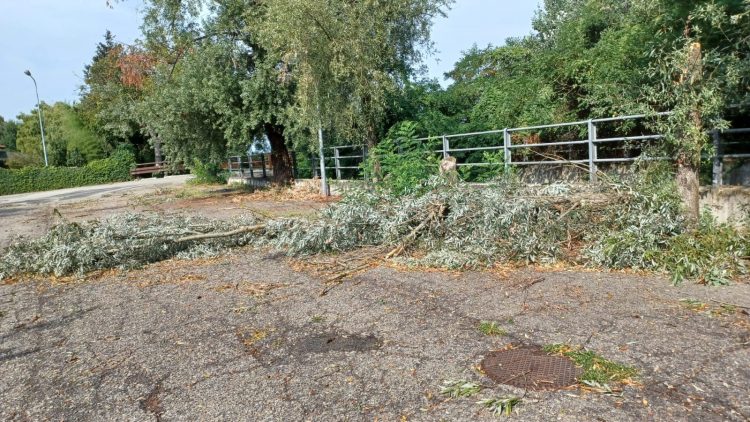 TROFARELLO – Il forte vento non ha risparmiato nemmeno gli alberi della cittadina