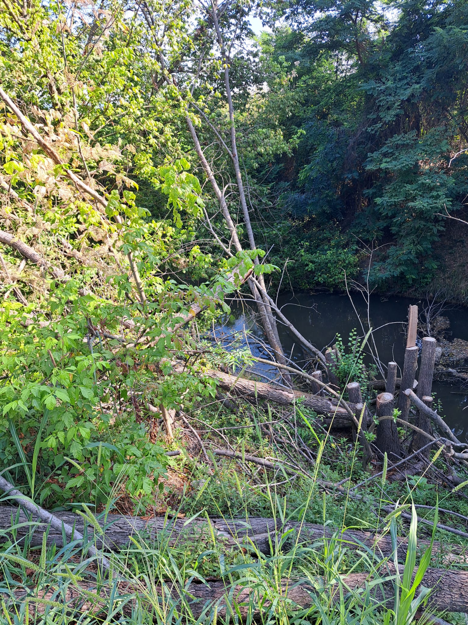 VILLASTELLONE – L’allerta di alberi nel rio Stellone del consigliere regionale Davide Nicco