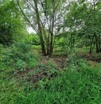 TROFARELLO – Troppa vegetazione, lavori urgenti a monte del rio San Giuseppe