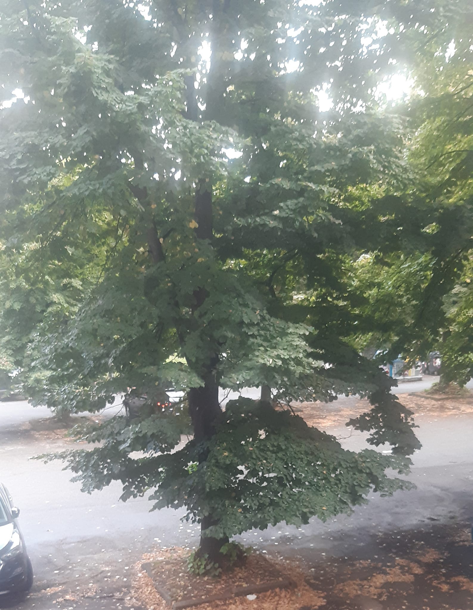 NICHELINO – Diatriba sugli alberi in zona via Pracavallo: chi li deve potare?