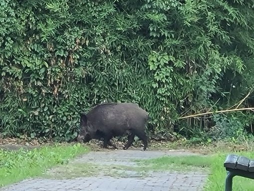 TROFARELLO – Cinghiale avvistato in Valle Sauglio