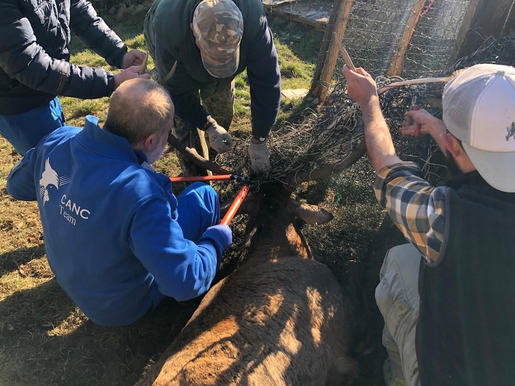 Cervo intrappolato in una rete in Val Germanasca. E’ stato liberato