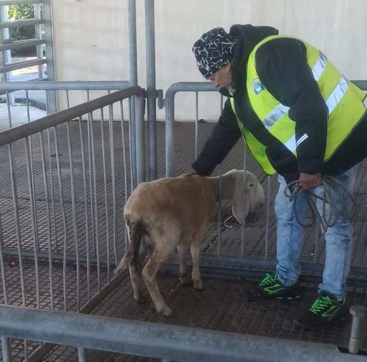 CARMAGNOLA – Giacche verdi salvano pecorella che vagava per le strade della città