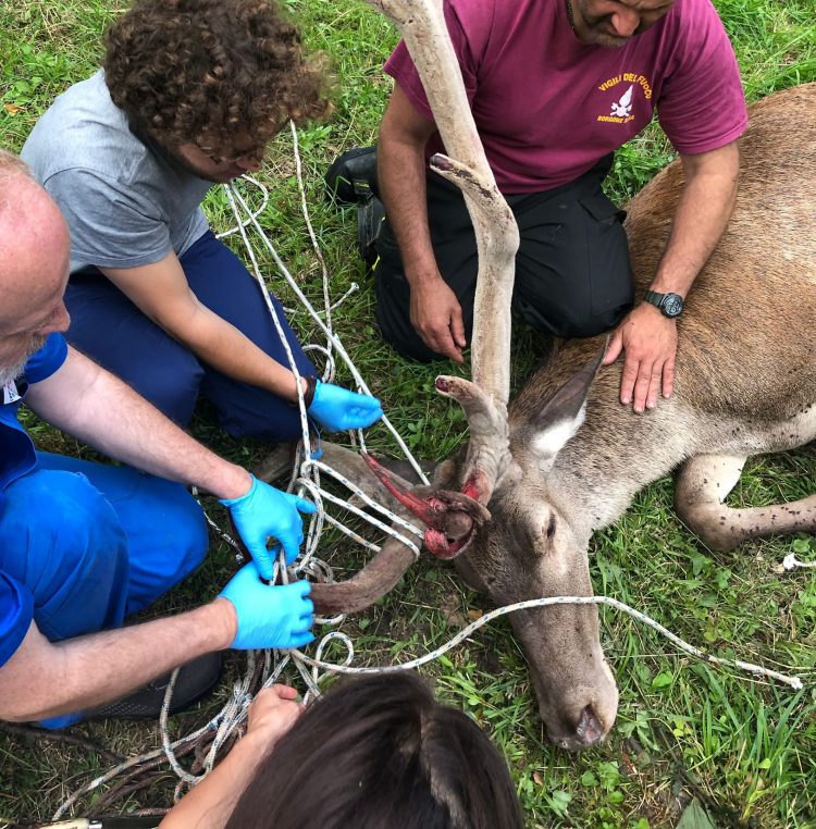 5.000 animali recuperati con il progetto Salviamolinsieme Città metropolitana e Canc