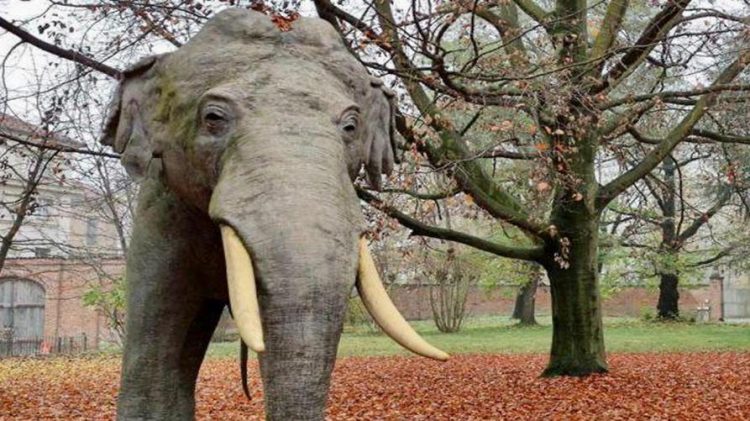 SCIENZE – L’elefante Fritz da Stupinigi a Torino per la riapertura del museo di scienze naturali
