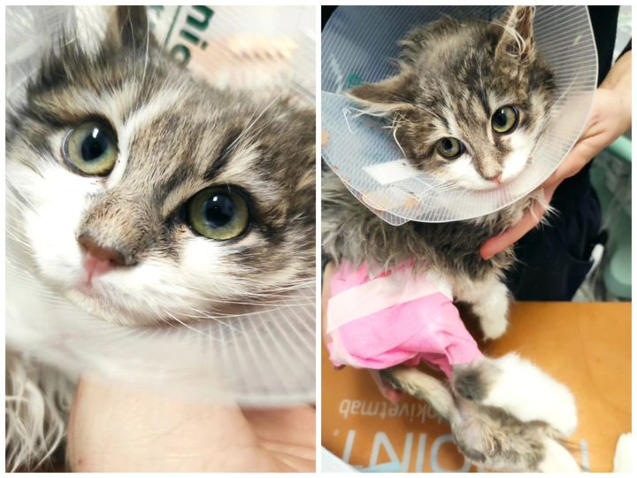 MONCALIERI – La piccola gattina investita salvata dal gattile Albero di Mais
