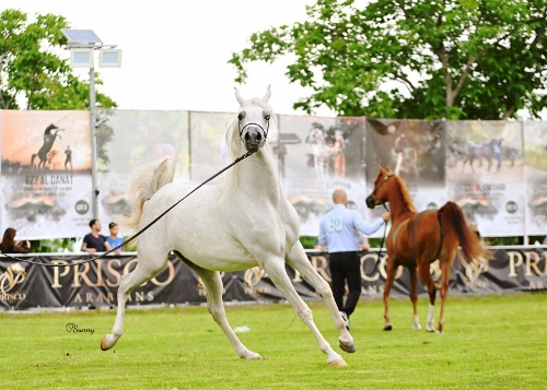CARMAGNOLA – Uno show di cavalli arabi al Parco Cascina Vigna
