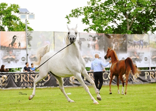 CARMAGNOLA – Torna il Parco Vigna Arabian Horse