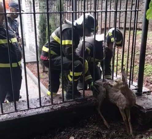 SANTENA – Capriolo si incastra tra le sbarre nel parco, lo liberano i vigili del fuoco