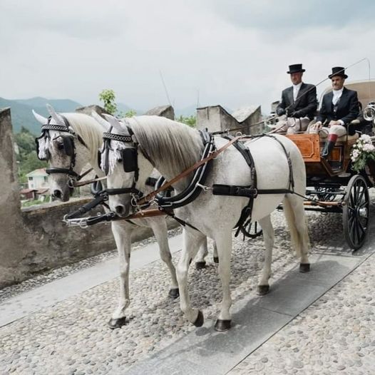 VINOVO – Una domenica all’ippodromo tra carrozze storiche e azalee della ricerca