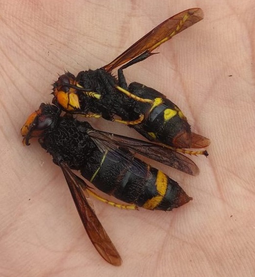 MONCALIERI – Segnalazioni in collina del calabrone asiatico che attacca le api
