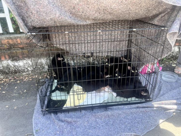 NICHELINO – Vergognoso abbandono di 15 gattini sulle rive del Sangone