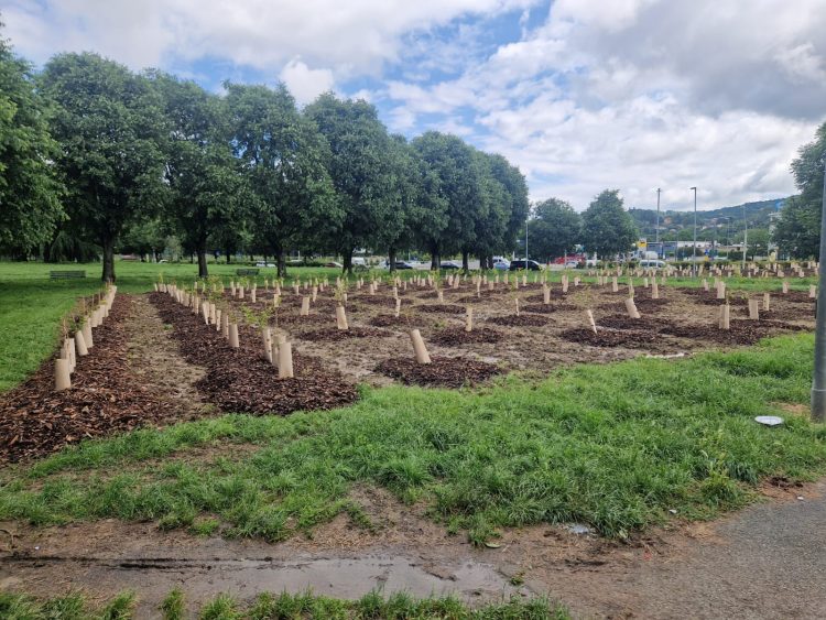 MONCALIERI – Duemila nuovi alberi in più tra Santa Maria e Borgo San Pietro