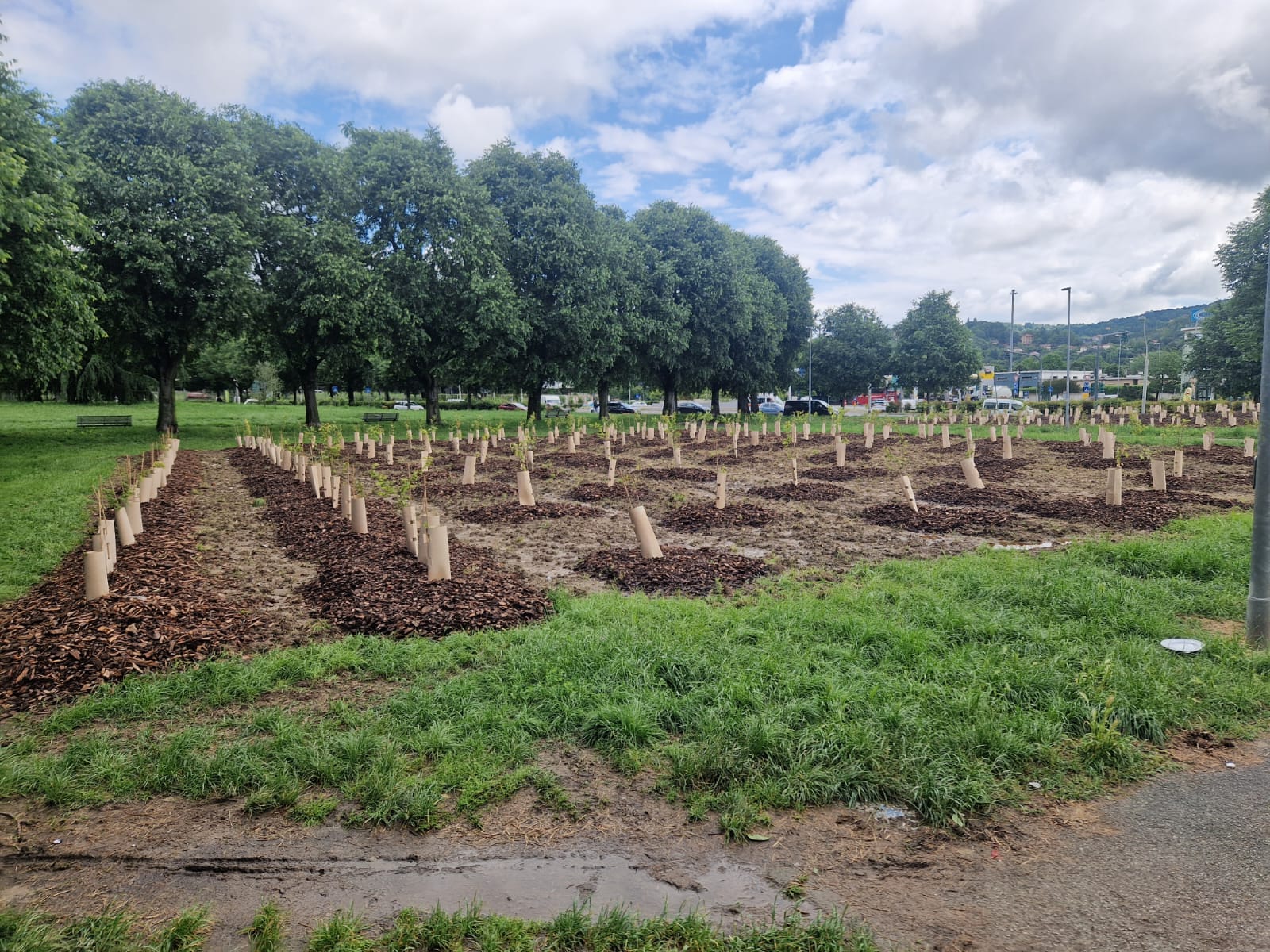 MONCALIERI – Duemila nuovi alberi in più tra Santa Maria e Borgo San Pietro
