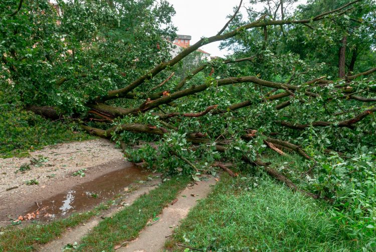 NICHELINO – Il maltempo ha messo nuovamente in primo piano la fragilità degli alberi al Boschetto