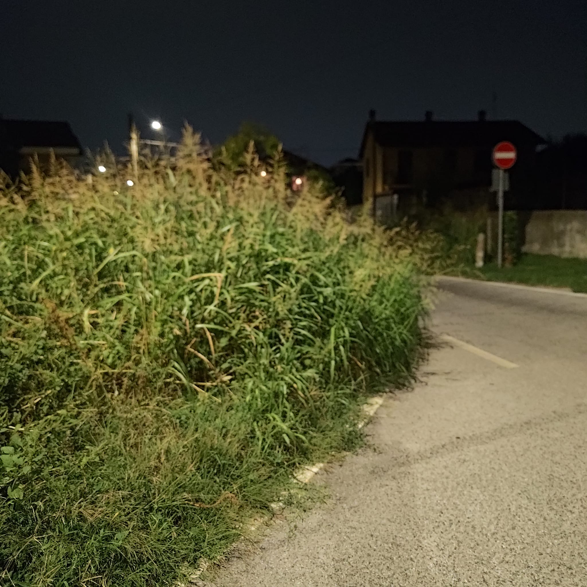 MONCALIERI – Erba alta in via Pasubio, proteste dei residenti