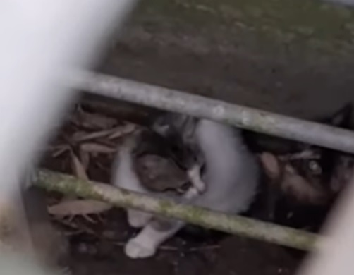 MONCALIERI – Salvati gattini sull’argine del Chisola