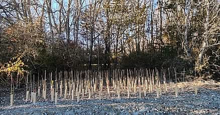 CARMAGNOLA – Ripresi i lavori di riforestazione del Gerbasso