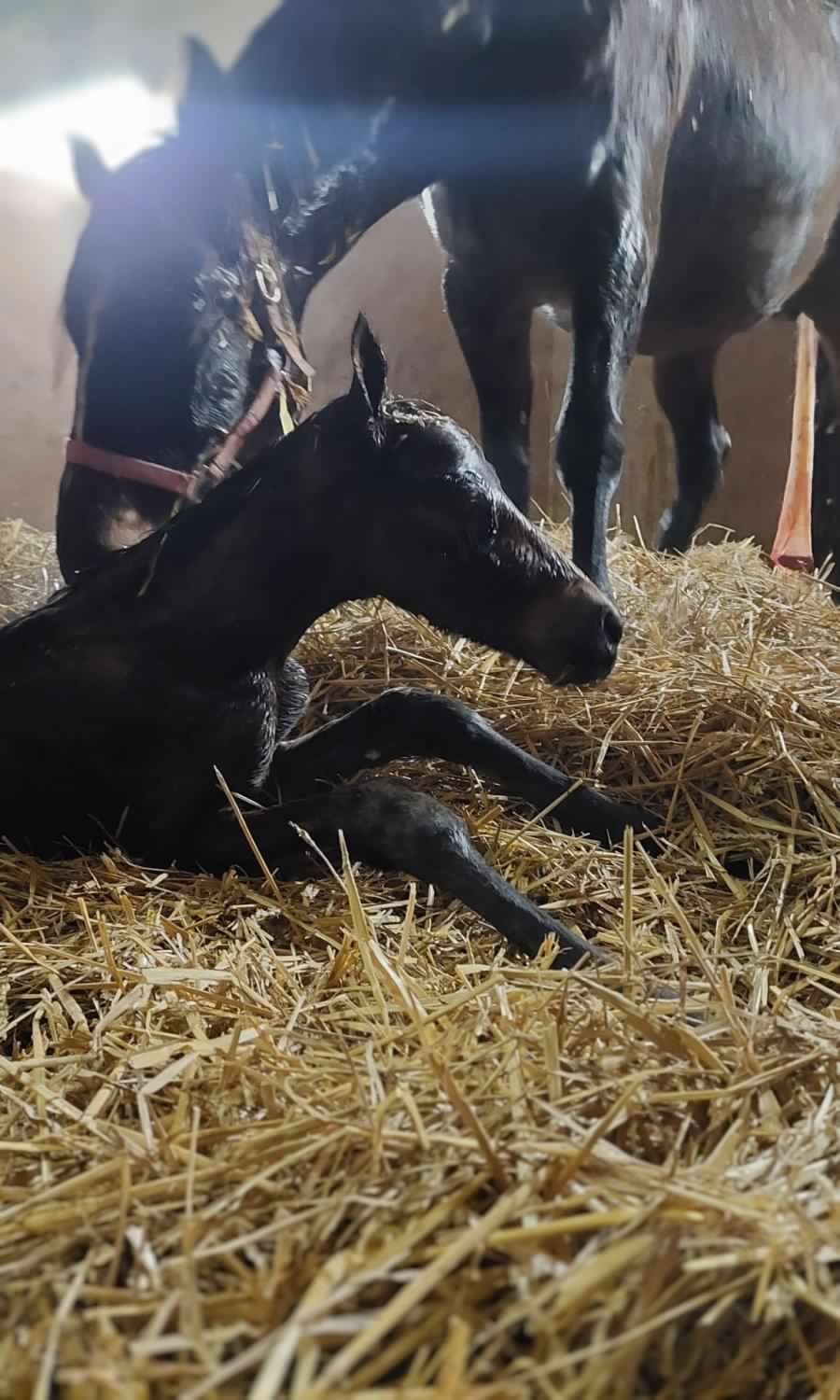 VINOVO – La prima puledrina nata nel 2025 dall’ippodromo