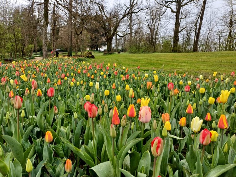 PRALORMO – Ritorna come ogni anno Messer Tulipano