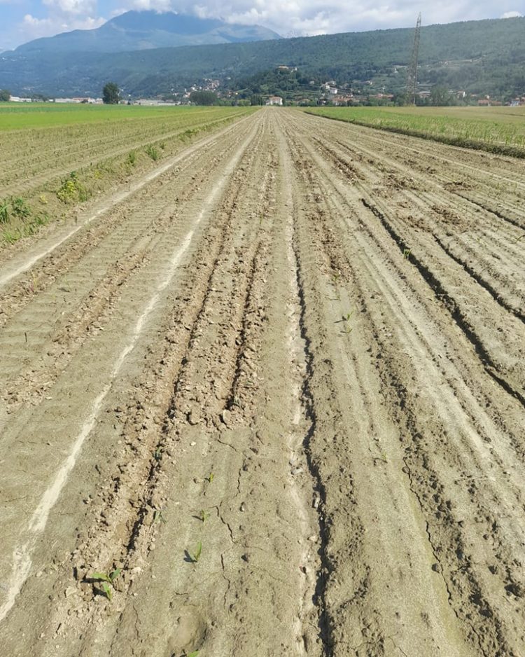 AGRICOLTURA – I danni dei cinghiali sui terreni seminati