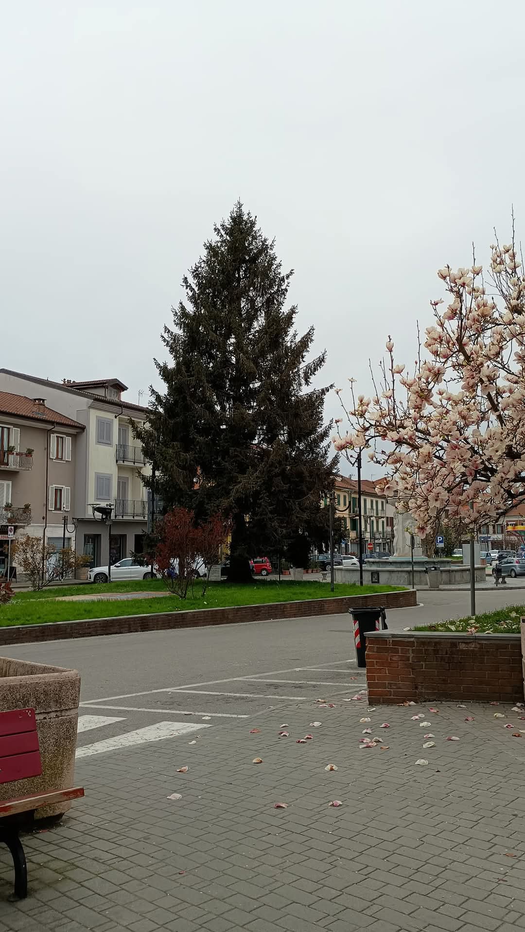 SANTENA – Petizione per salvare l’albero