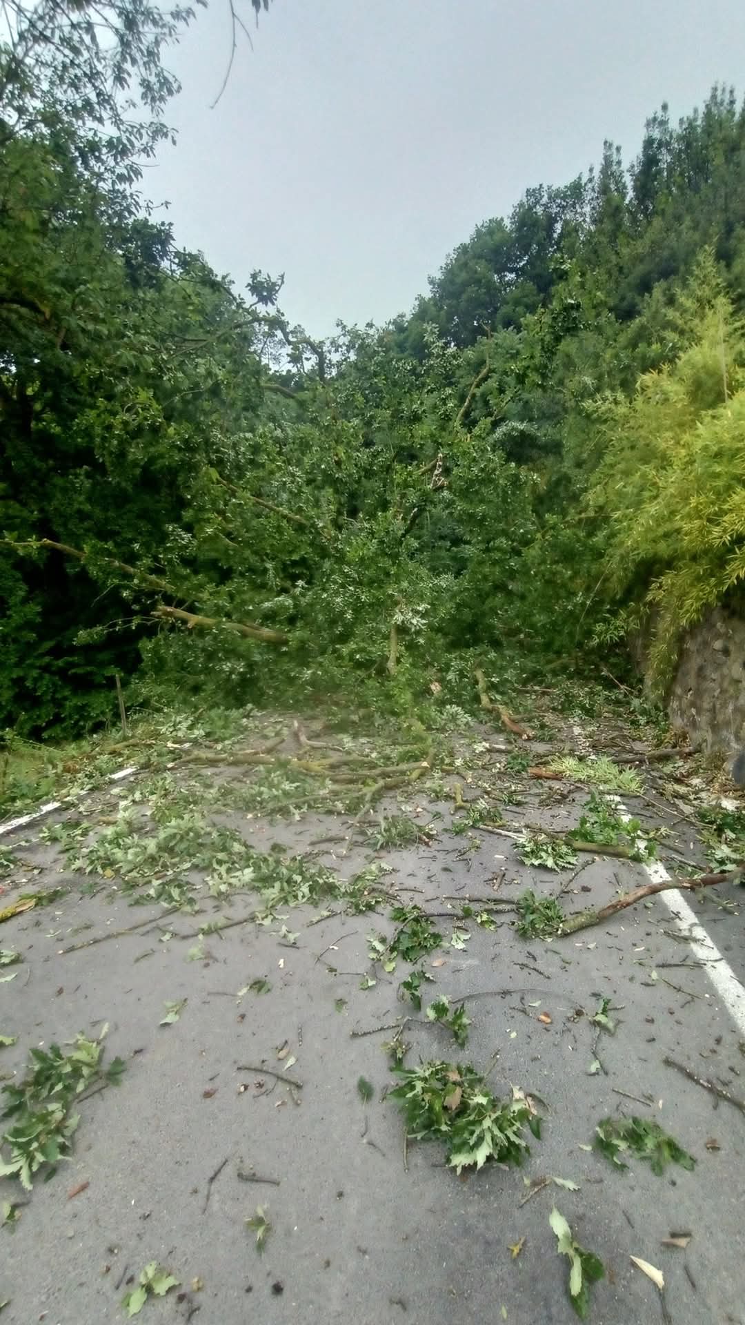 PECETTO – Paura per il crollo di una pianta