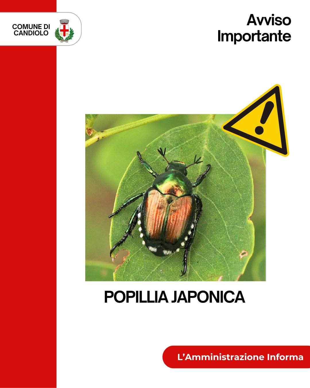 CANDIOLO – Attenzione alla diffusione del coleottero Popillia Japonica
