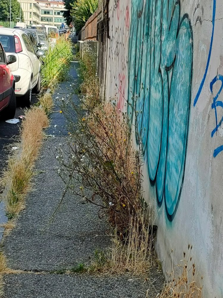 MONCALIERI – Marciapiedi di via Ponchielli preda delle erbacce