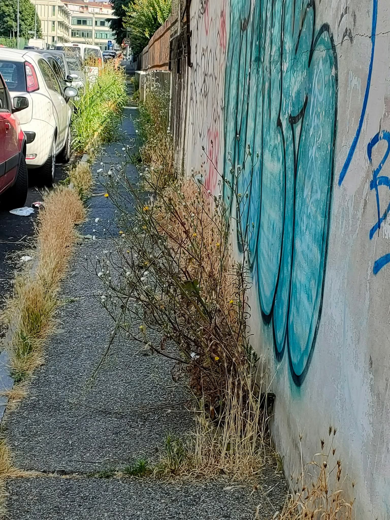MONCALIERI – Marciapiedi di via Ponchielli preda delle erbacce
