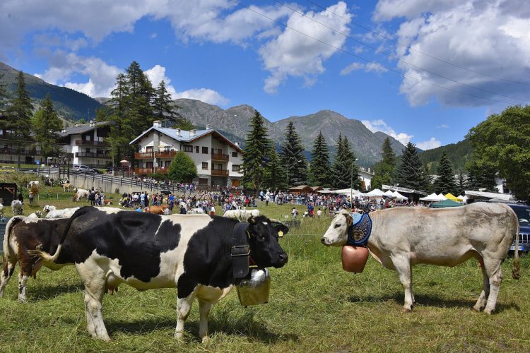 A Pragelato sabato 12 e domenica 13 luglio si vota per Miss Mucca